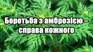 Боротьба з амброзією – справа кожного!