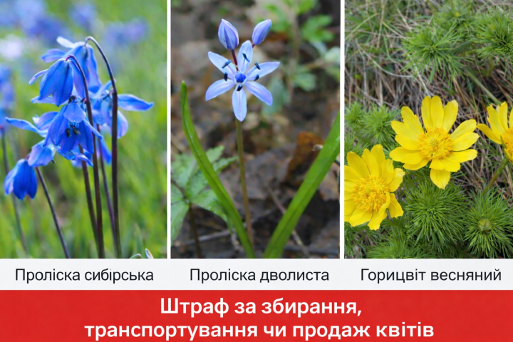 Громадян штрафуватимуть через квіти - що під забороною навесні 2026 року